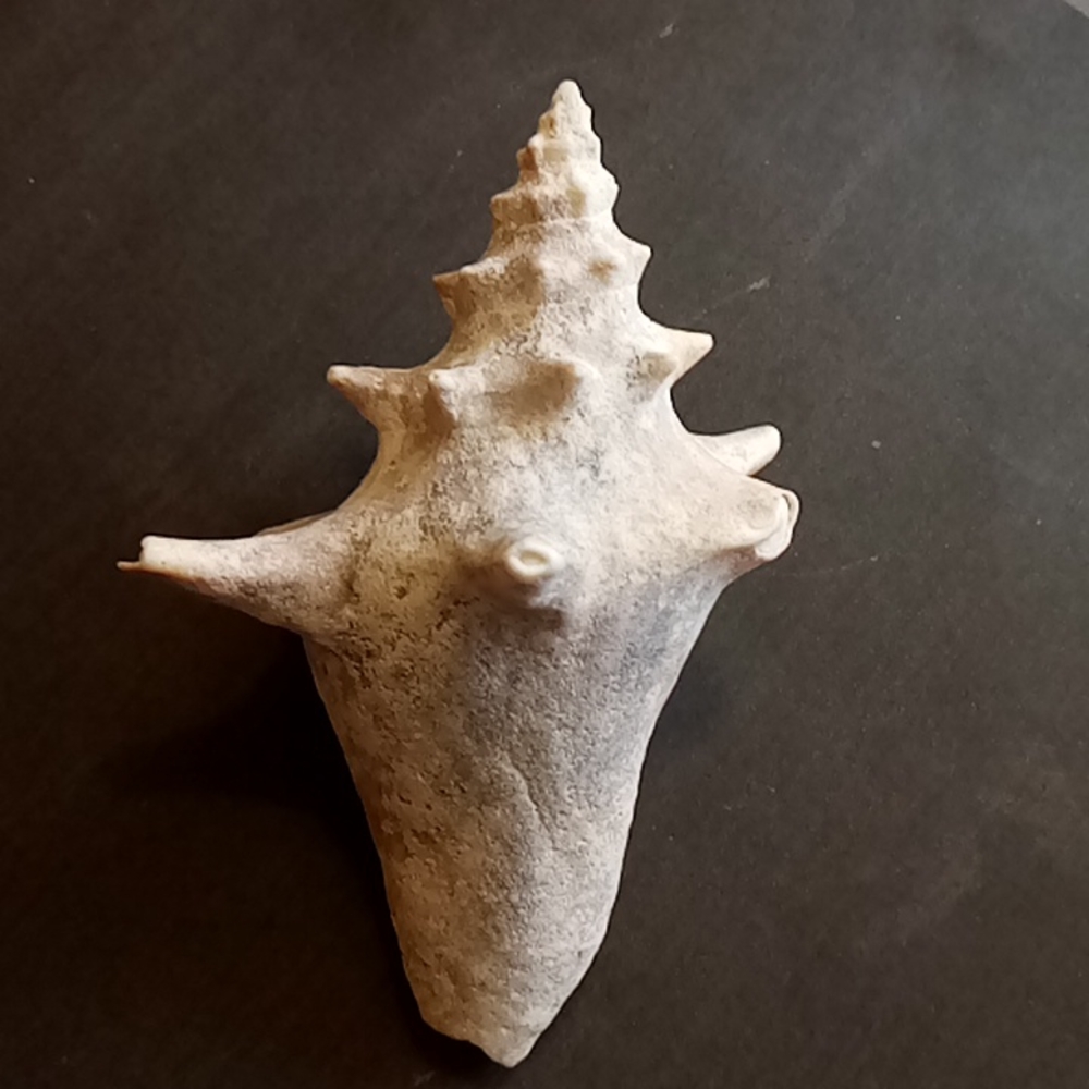 Conch Shell 4inches - Picture 4 of 6